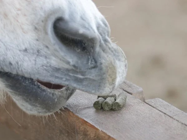 Hempy_Bio_Hanf_Leckerli_1