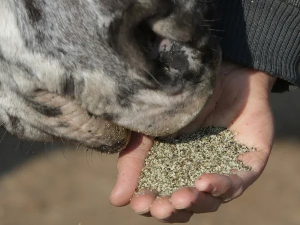 Hempy_Bio_Hanfschrot_1